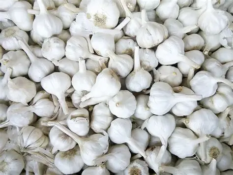 Garlic